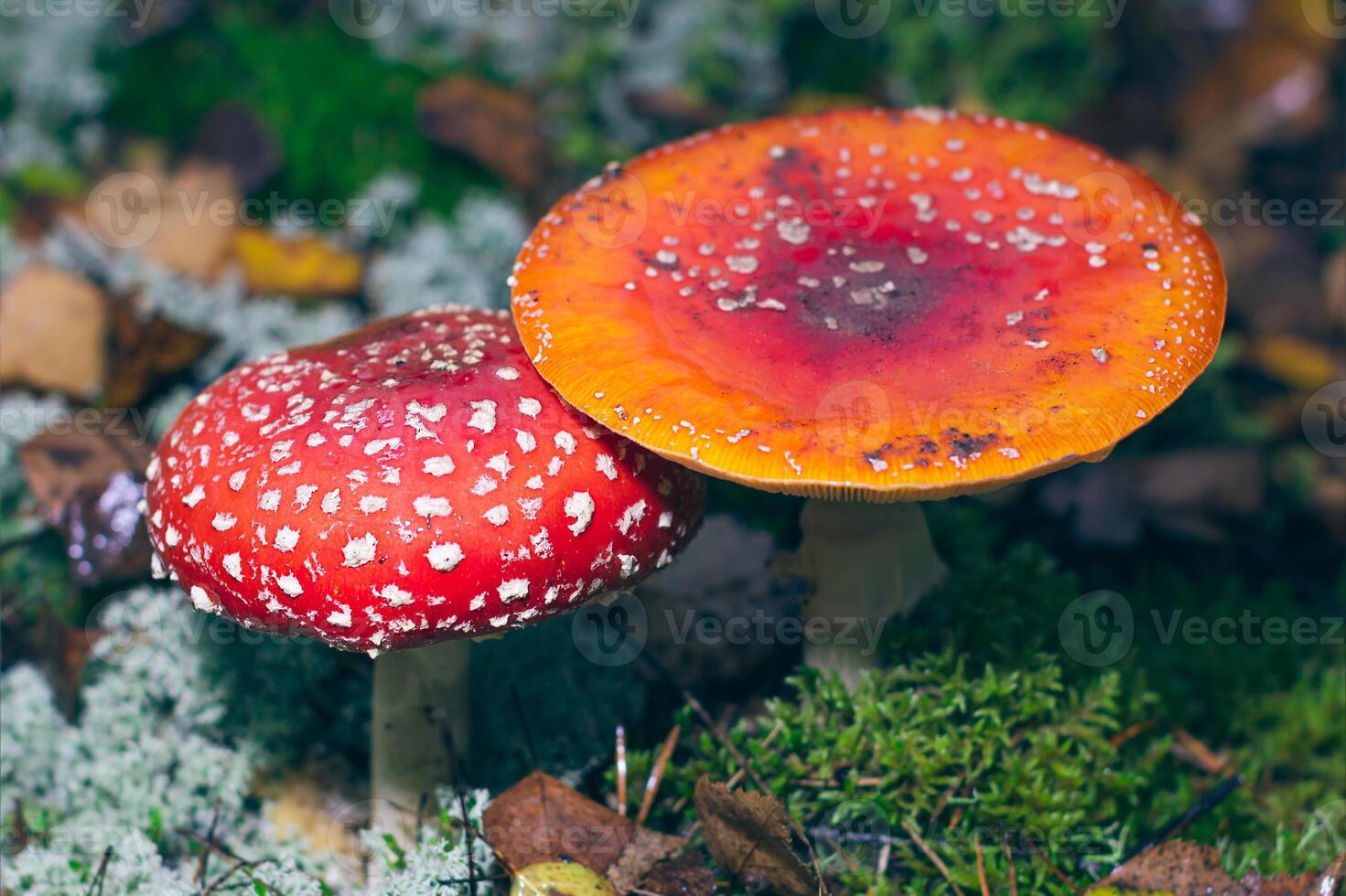 Mature Amanita Muscaria, Known as the Fly Agaric or Fly Amanita. Healing and Medicinal Mushroom with Red Cap Growing in Forest. Can Be Used for Micro Dosing, Spiritual Practices and Shaman Rituals photo