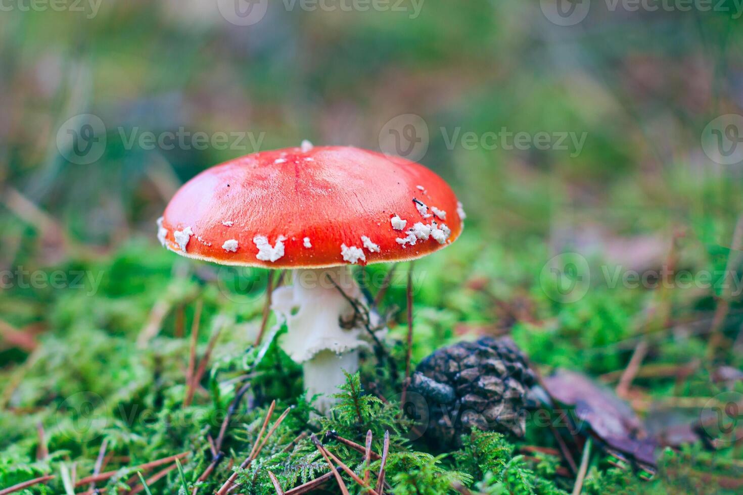 Mature Amanita Muscaria, Known as the Fly Agaric or Fly Amanita. Healing and Medicinal Mushroom with Red Cap Growing in Forest. Can Be Used for Micro Dosing, Spiritual Practices and Shaman Rituals photo
