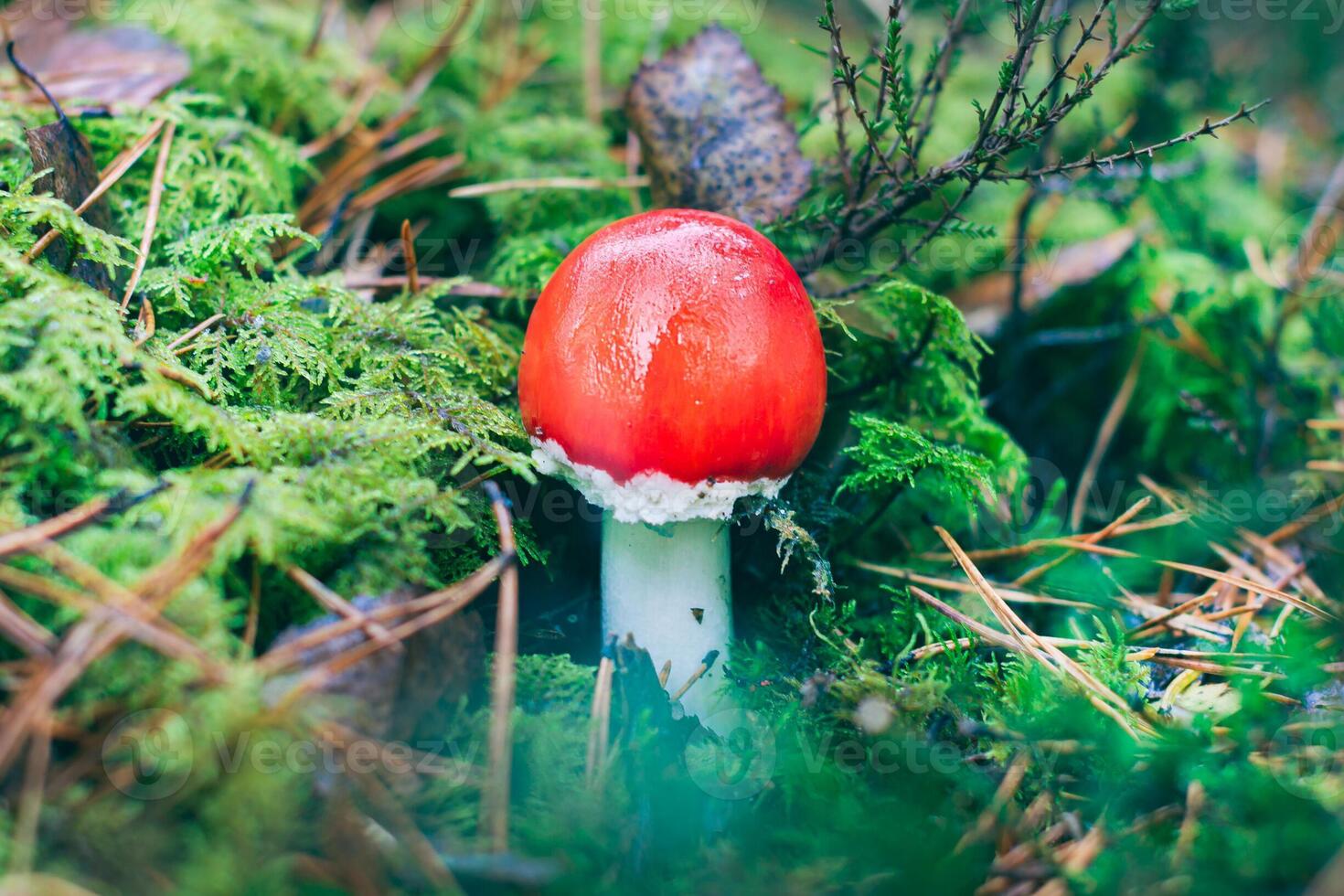 Young Amanita Muscaria, Known as the Fly Agaric or Fly Amanita. Healing and Medicinal Mushroom with Red Cap Growing in Forest. Can Be Used for Micro Dosing, Spiritual Practices and Shaman Rituals photo