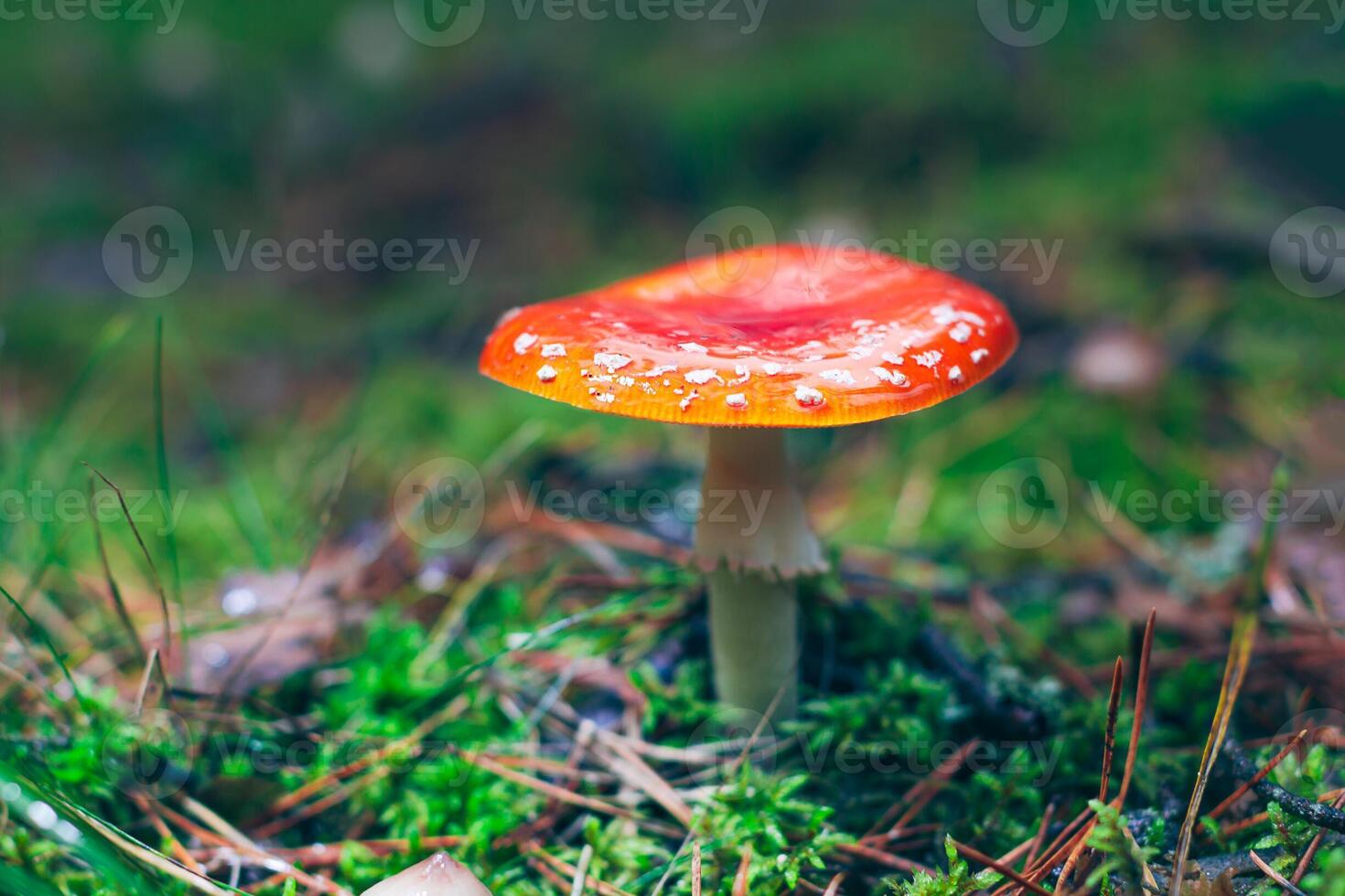 Mature Amanita Muscaria, Known as the Fly Agaric or Fly Amanita. Healing and Medicinal Mushroom with Red Cap Growing in Forest. Can Be Used for Micro Dosing, Spiritual Practices and Shaman Rituals photo