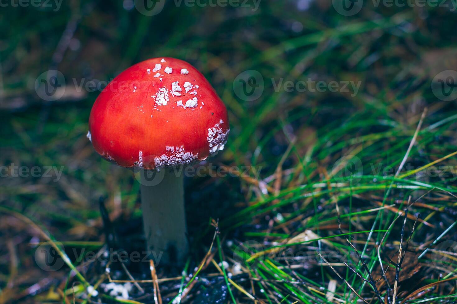 Young Amanita Muscaria, Known as the Fly Agaric or Fly Amanita. Healing and Medicinal Mushroom with Red Cap Growing in Forest. Can Be Used for Micro Dosing, Spiritual Practices and Shaman Rituals photo