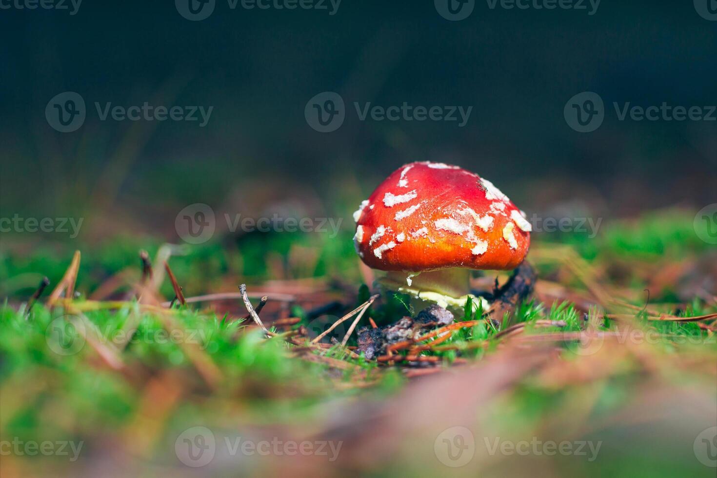 Young Amanita Muscaria, Known as the Fly Agaric or Fly Amanita. Healing and Medicinal Mushroom with Red Cap Growing in Forest. Can Be Used for Micro Dosing, Spiritual Practices and Shaman Rituals photo