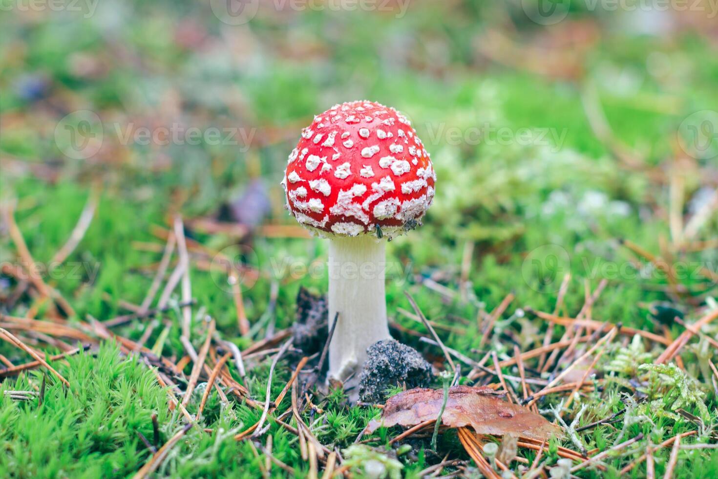 Young Amanita Muscaria, Known as the Fly Agaric or Fly Amanita. Healing and Medicinal Mushroom with Red Cap Growing in Forest. Can Be Used for Micro Dosing, Spiritual Practices and Shaman Rituals photo