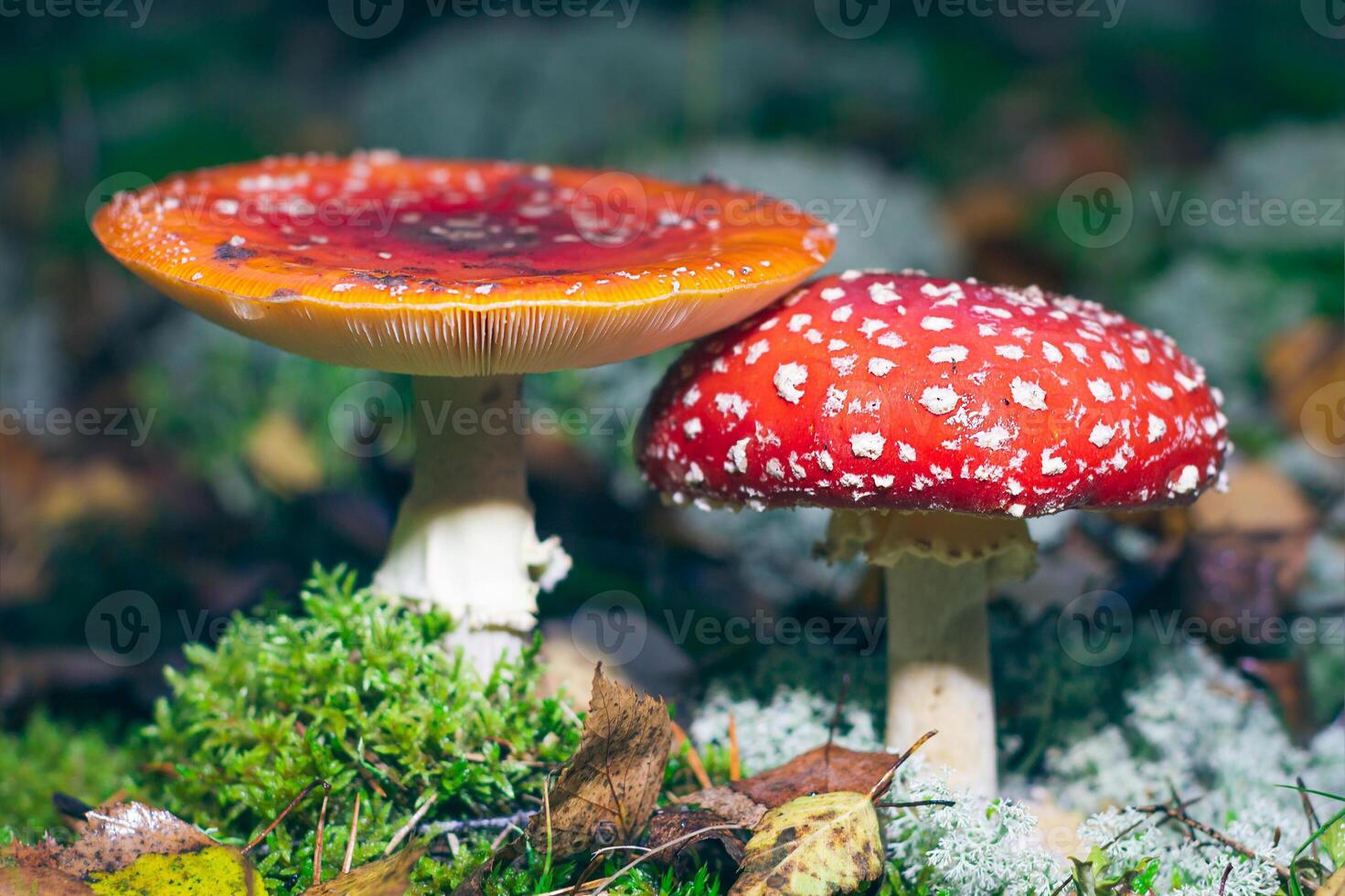 Mature Amanita Muscaria, Known as the Fly Agaric or Fly Amanita. Healing and Medicinal Mushroom with Red Cap Growing in Forest. Can Be Used for Micro Dosing, Spiritual Practices and Shaman Rituals photo
