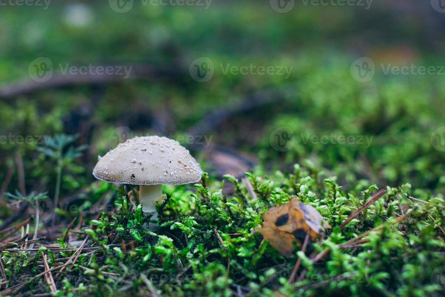Amanita Pantherina, Known as the Panther Cap, False Blusher and Panther Amanita. Healing and Medicinal Mushroom Growing in Forest. Can Be Used for Micro Dosing, Spiritual Practices and Shaman Rituals photo