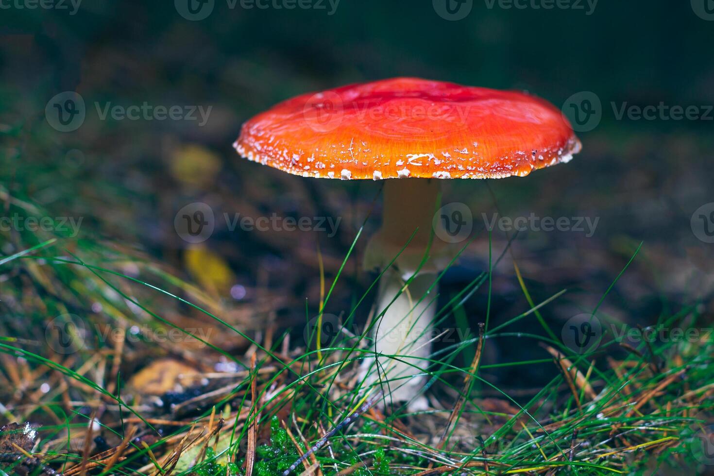 Mature Amanita Muscaria, Known as the Fly Agaric or Fly Amanita. Healing and Medicinal Mushroom with Red Cap Growing in Forest. Can Be Used for Micro Dosing, Spiritual Practices and Shaman Rituals photo