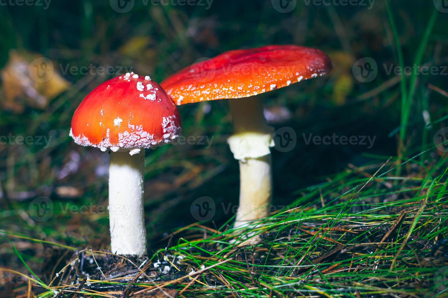 Two Amanita Muscaria, Known as the Fly Agaric or Fly Amanita. Healing and Medicinal Mushroom with Red Cap Growing in Forest. Can Be Used for Micro Dosing, Spiritual Practices and Shaman Rituals photo
