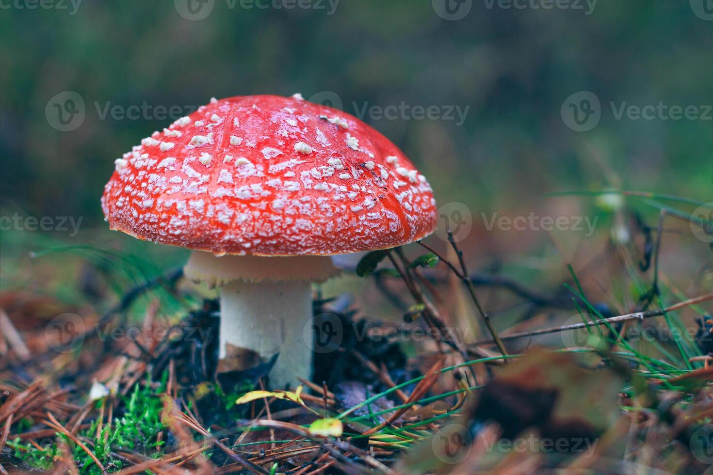 Mature Amanita Muscaria, Known as the Fly Agaric or Fly Amanita. Healing and Medicinal Mushroom with Red Cap Growing in Forest. Can Be Used for Micro Dosing, Spiritual Practices and Shaman Rituals photo