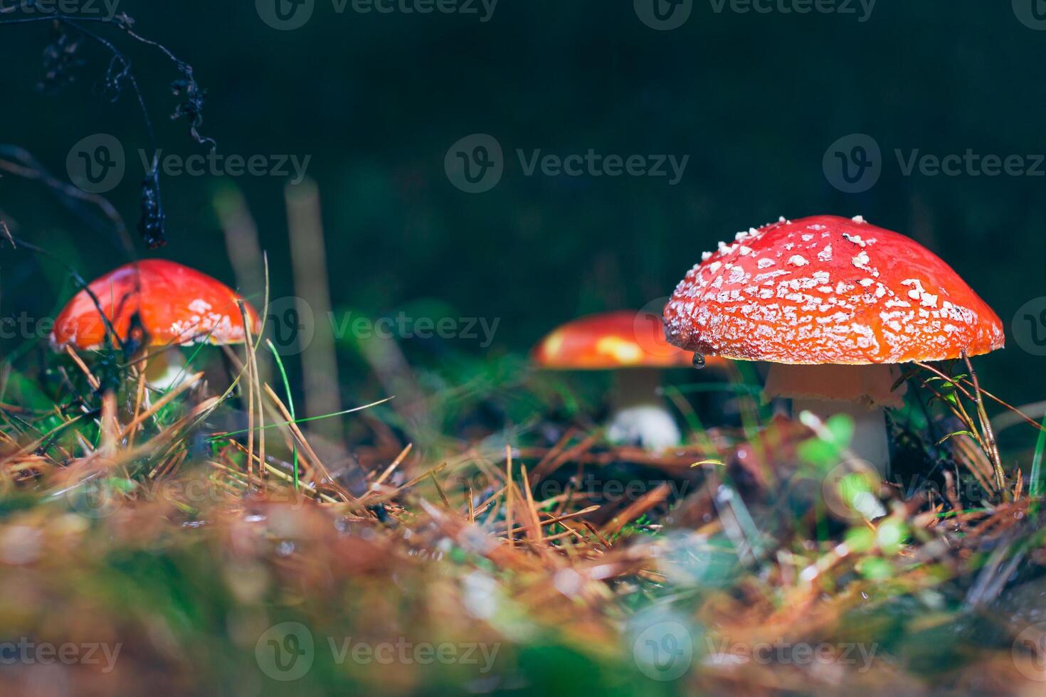 Mature Amanita Muscaria, Known as the Fly Agaric or Fly Amanita. Healing and Medicinal Mushroom with Red Cap Growing in Forest. Can Be Used for Micro Dosing, Spiritual Practices and Shaman Rituals photo