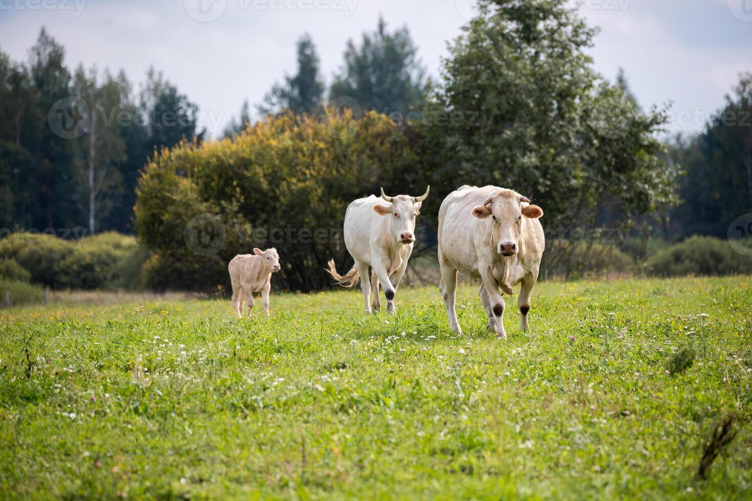 Four cows walking toward the camera through a grassy field, with trees in the background and some yellow wildflowers scattered around. photo