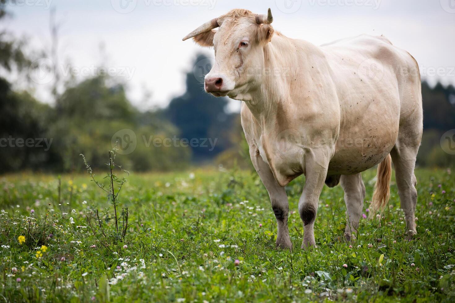single white cow stands in a grassy field with wildflowers, gazing toward the camera. The background is filled with trees and a soft, cloudy sky. photo