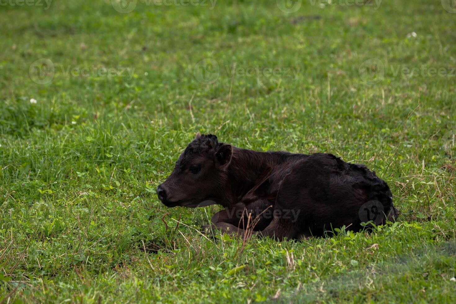 A black calf lying in a grassy field, with its head raised and ears perked up. photo