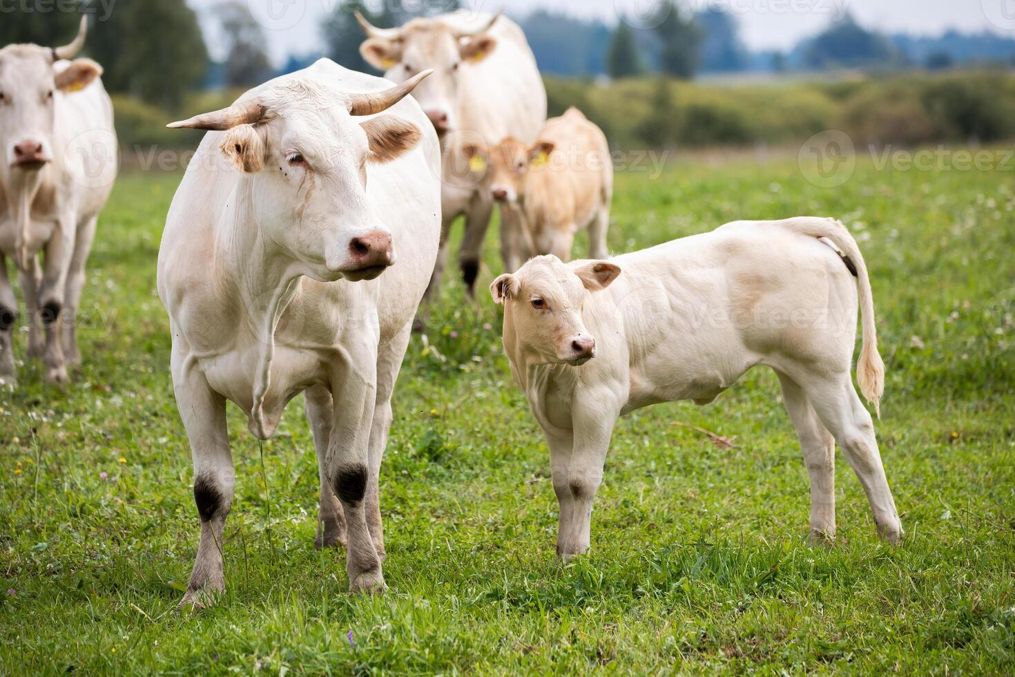 white cow leads a small calf through a grassy field, with more cows in the background under an overcast sky. photo