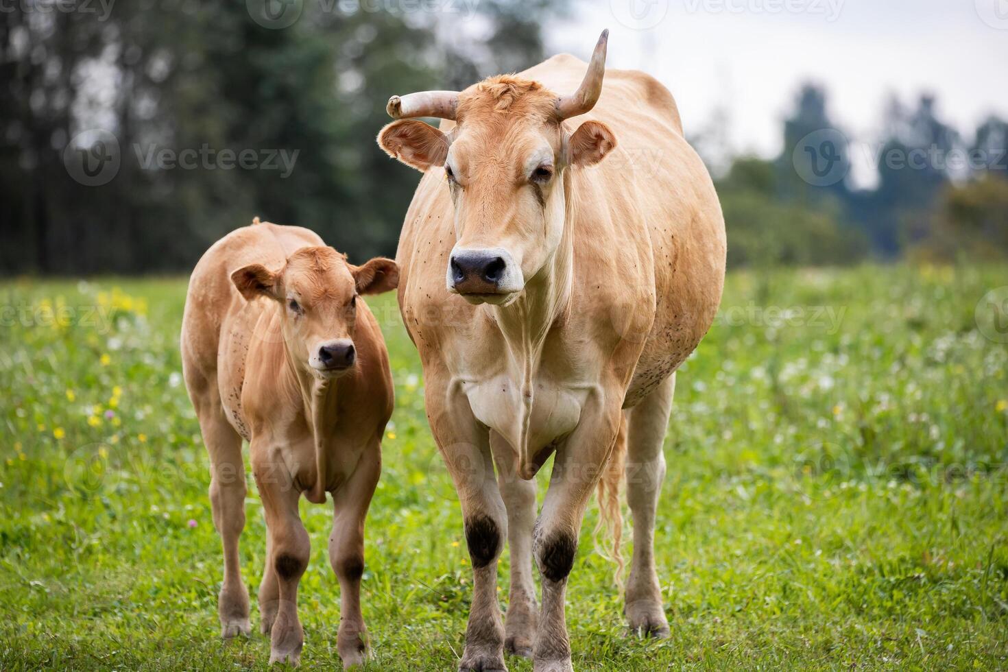 tan cow and its calf stand closely together in a green field, both facing forward with trees and plants in the background. photo