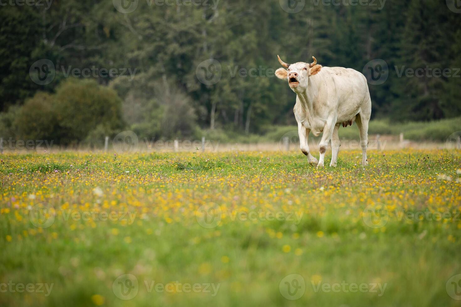 single white cow stands in a grassy field with wildflowers, gazing toward the camera. The background is filled with trees and a soft, cloudy sky. photo