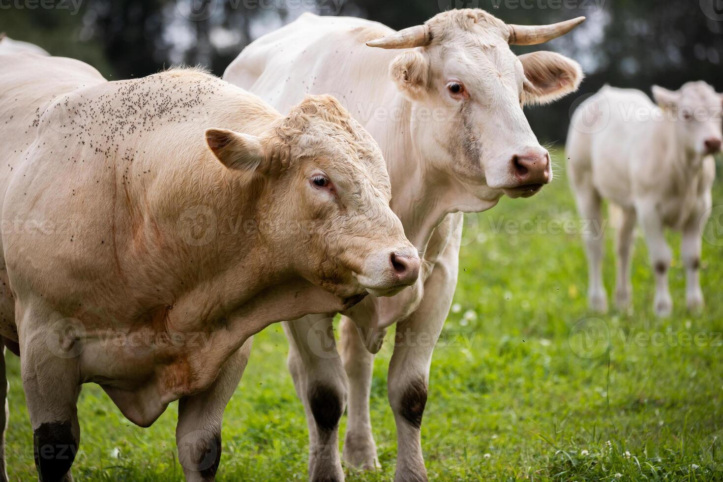 Two white cows stand close together in a green field, with one cow slightly leaning on the other, surrounded by wildflowers and trees. photo