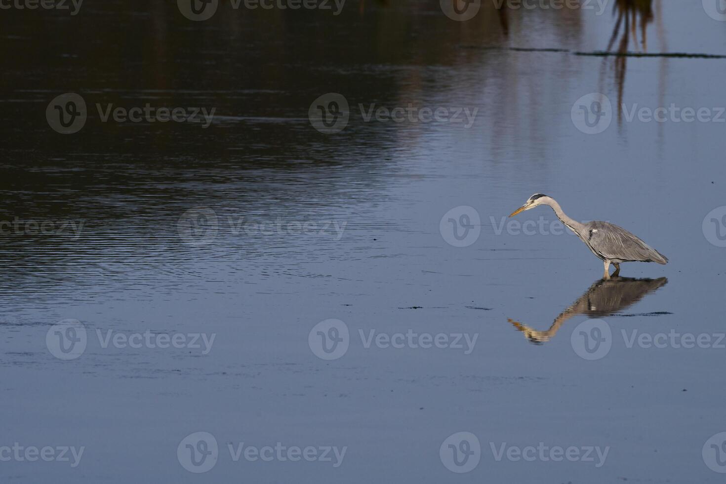 Grey heron, Ardea cinerea photo