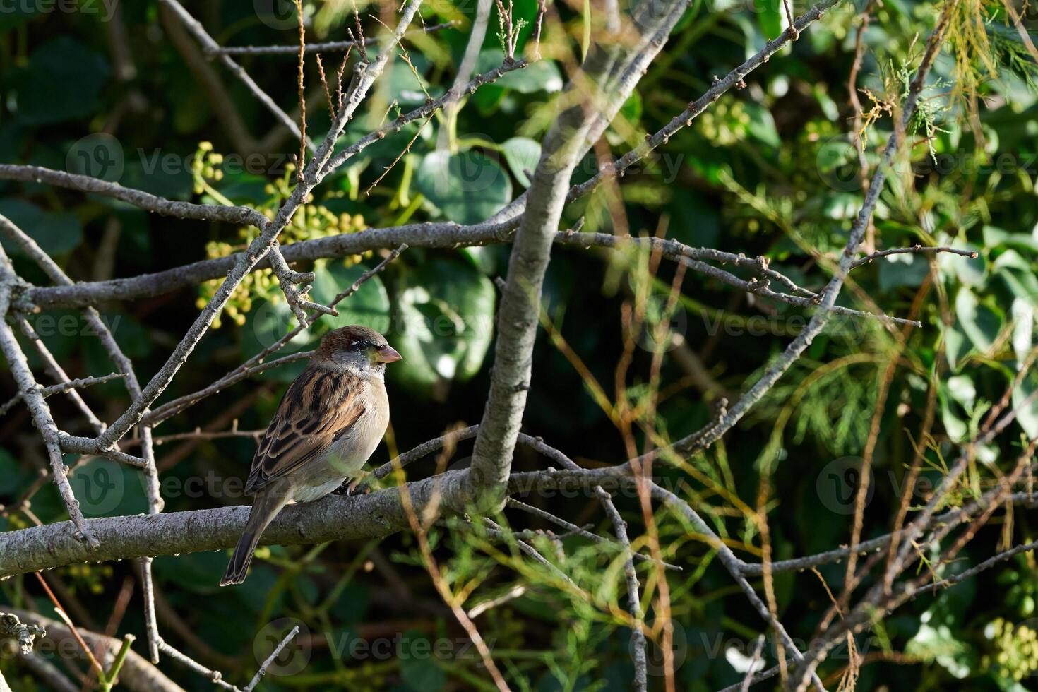 House sparrow, Passer domesticus photo