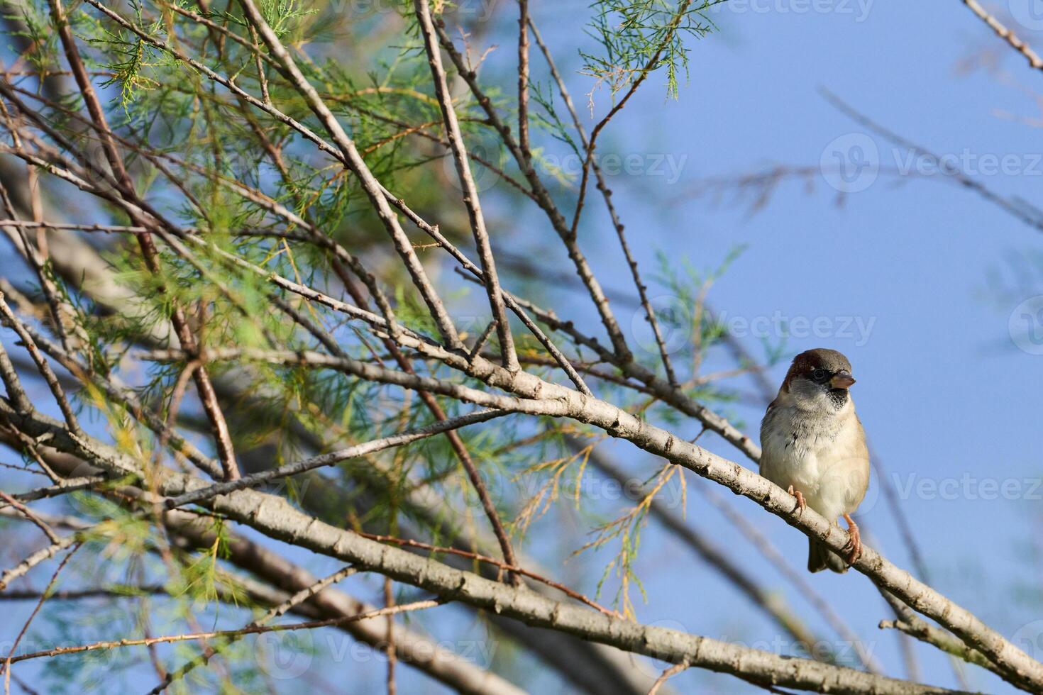 House sparrow, Passer domesticus photo