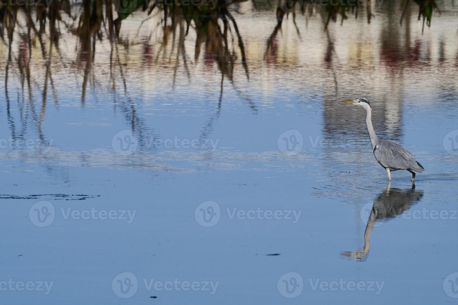 Grey heron, Ardea cinerea photo