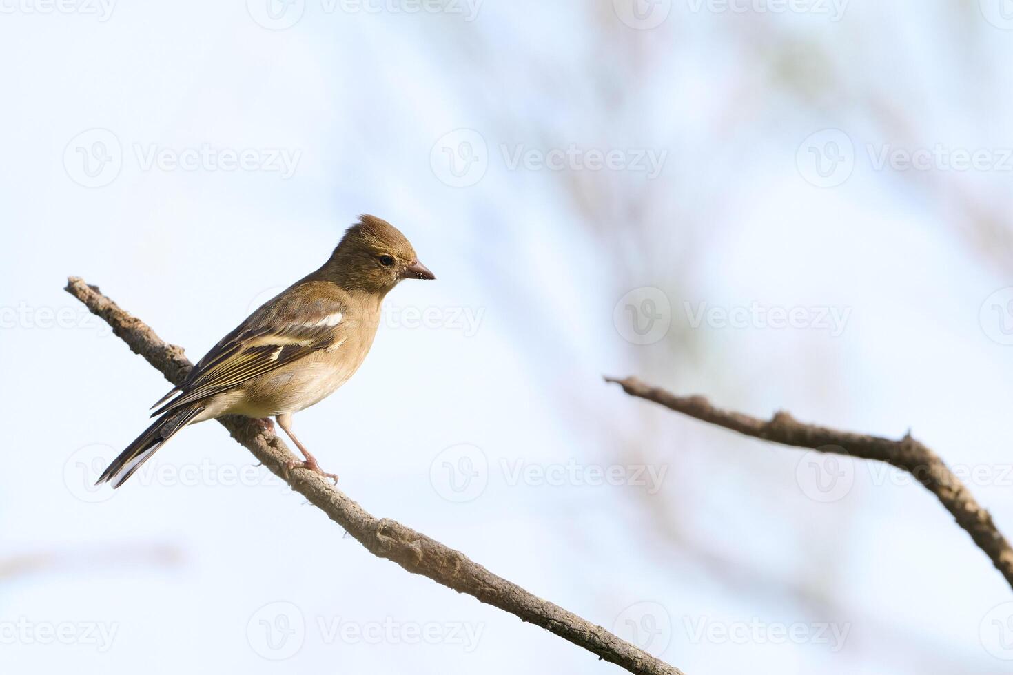 View of the little bird, Chaffinch, Fringilla coelebs photo