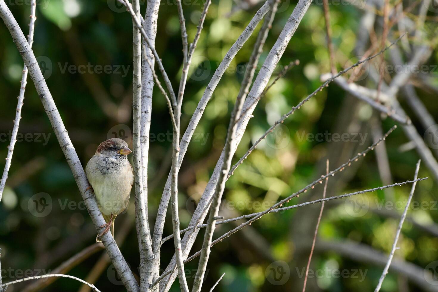 House sparrow, Passer domesticus photo