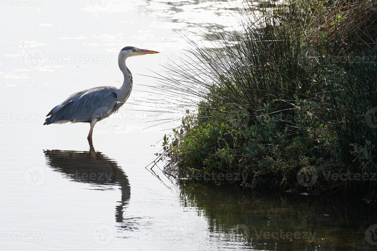 Grey heron, Ardea cinerea photo