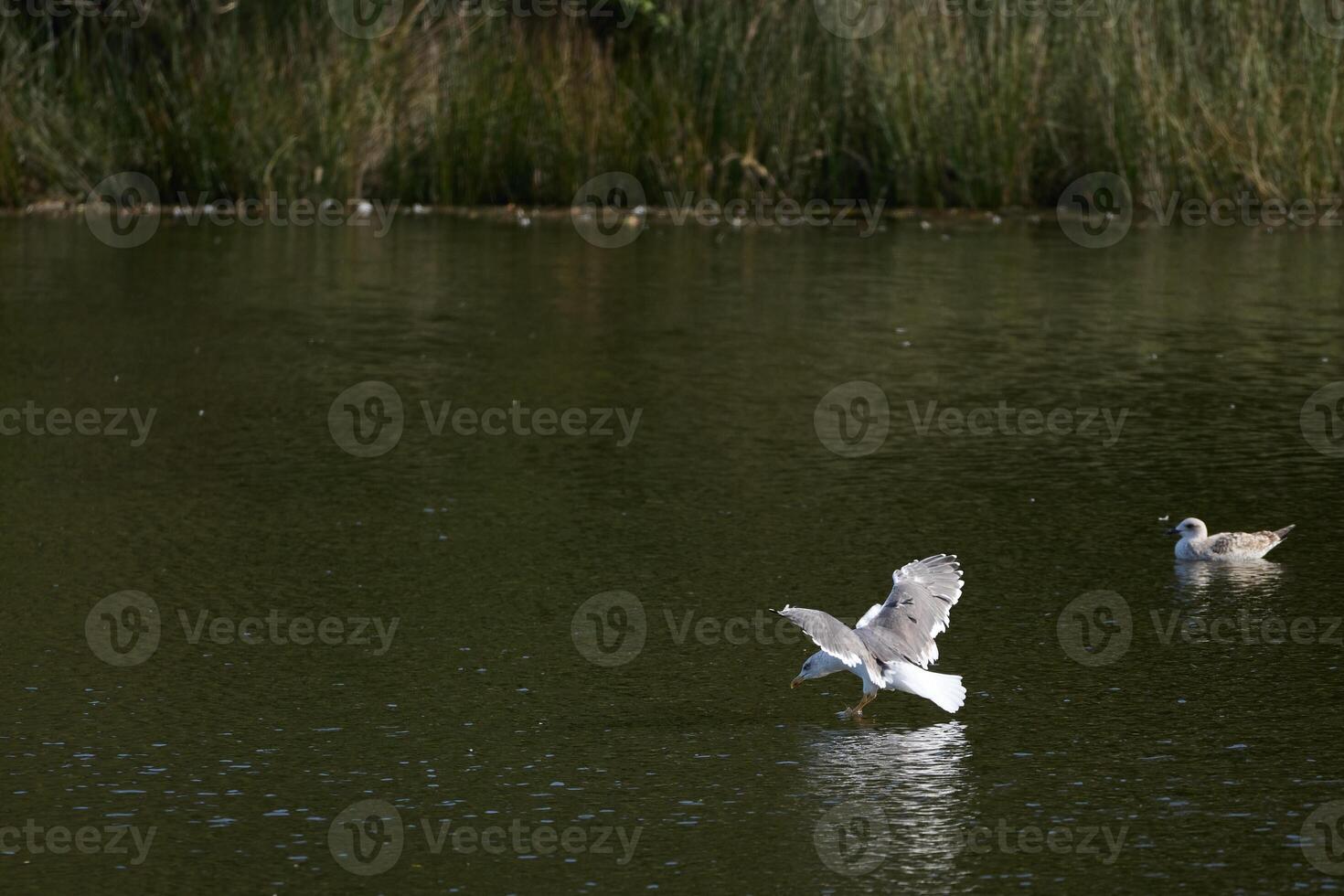 Seagulls at Victoria and Joyel marshes photo