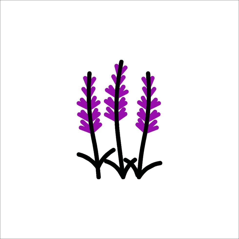 A drawing of lavender flowers on a white background vector