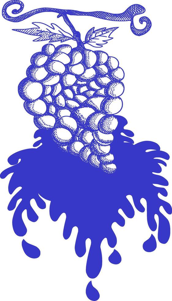 A single, overripe bunch of blue grapes hangs from a vine, dripping juice onto a white background. vector