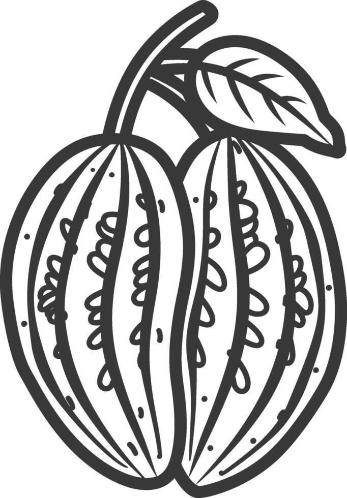 Cocoa fruit with leaves and leaves illustration vector