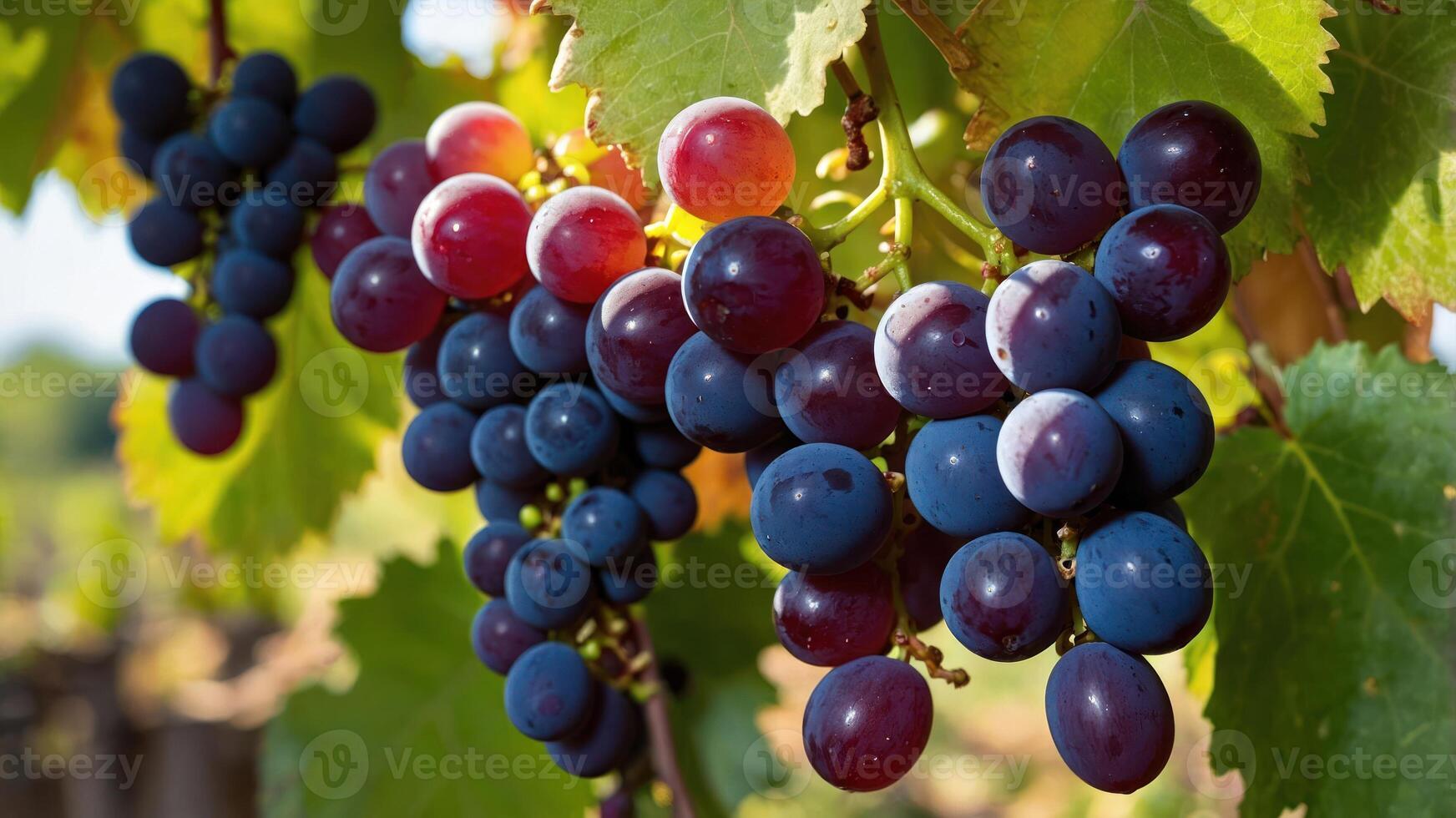 A close-up of ripe grapes hanging on a vine, showcasing their vibrant colors and freshness. photo