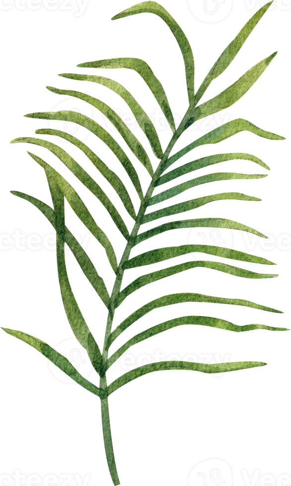Hand-painted watercolor illustration of palm leaves png