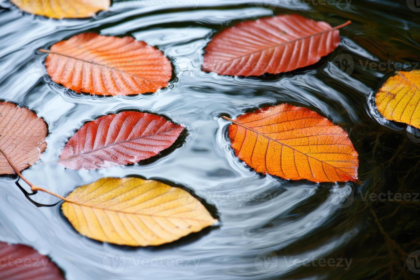Colorful autumn leaves floating in water photo