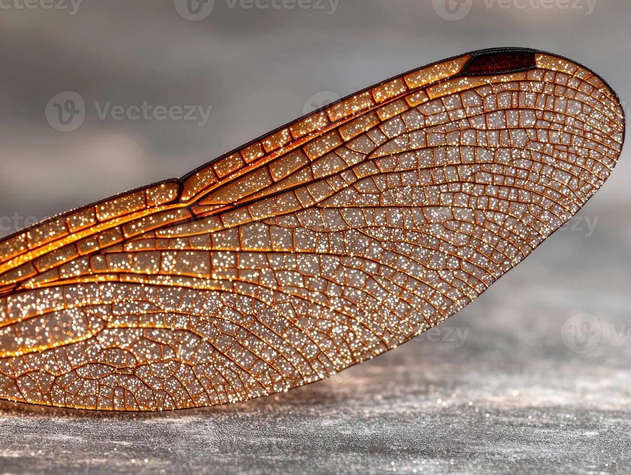 Intricate dragonfly wing with sparkling water droplets photo