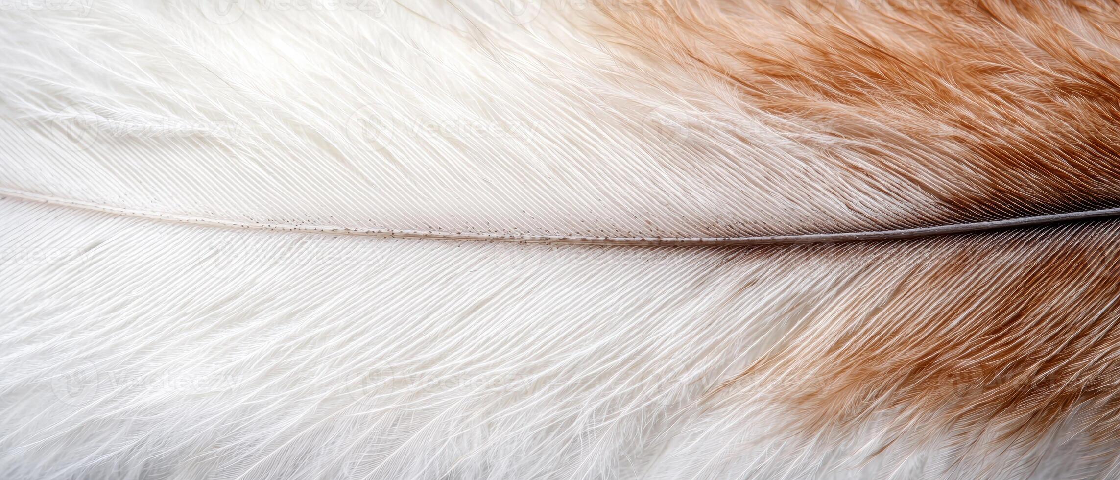 Soft and fluffy feather texture background photo