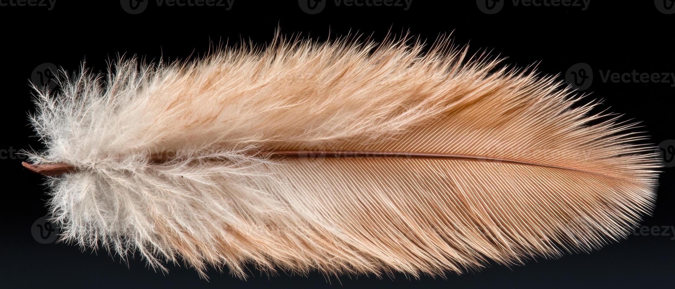 Closeup of a soft, fluffy feather against a dark background photo