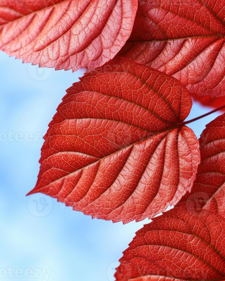 Vibrant red autumn leaves photo