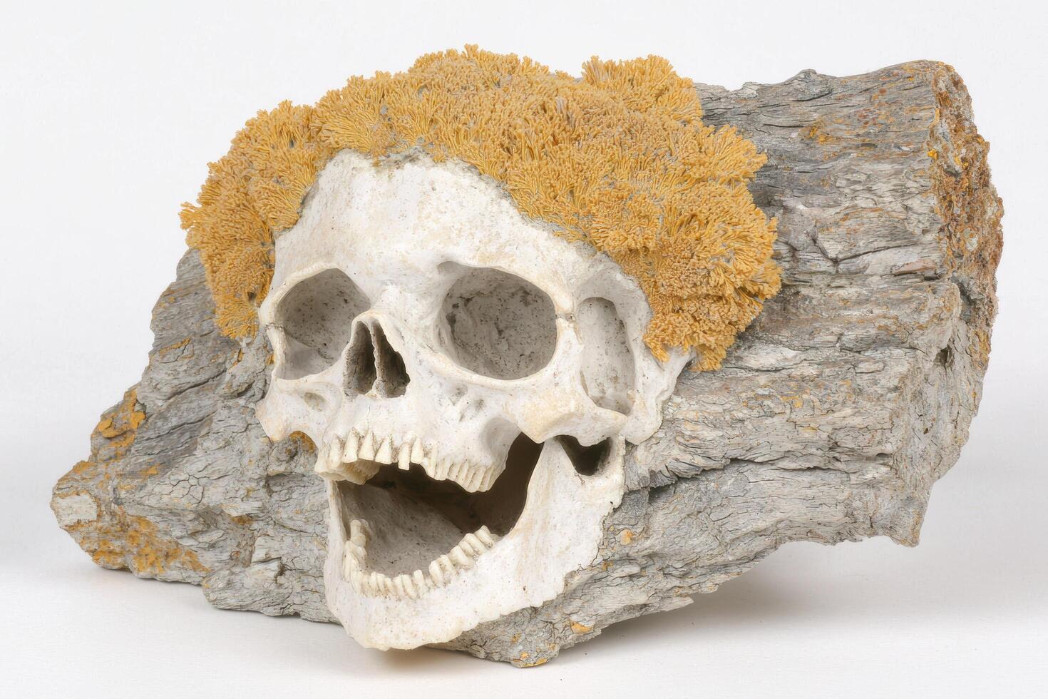 Skull with fungus growth on rock photo