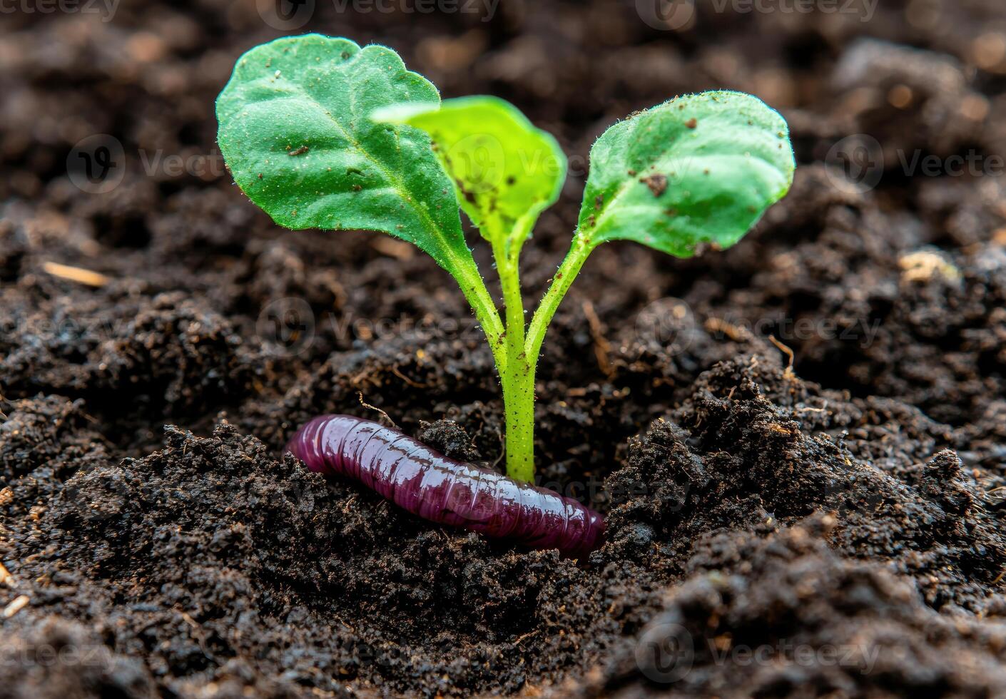 young plant sprouting from soil photo