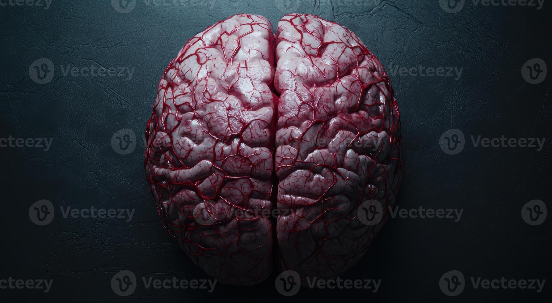 Detailed view of a human brain photo