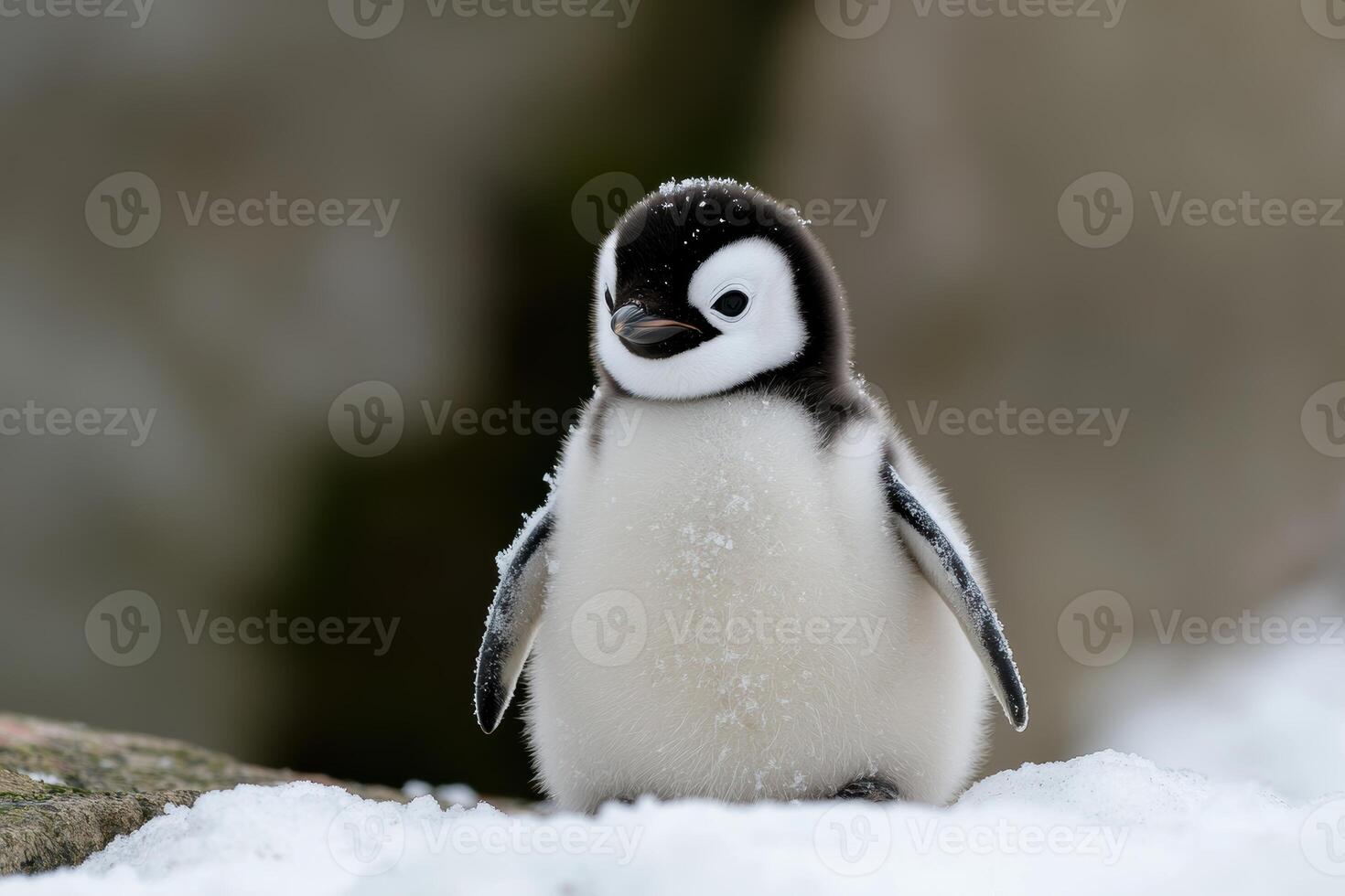 Adorable baby penguin in the snow photo
