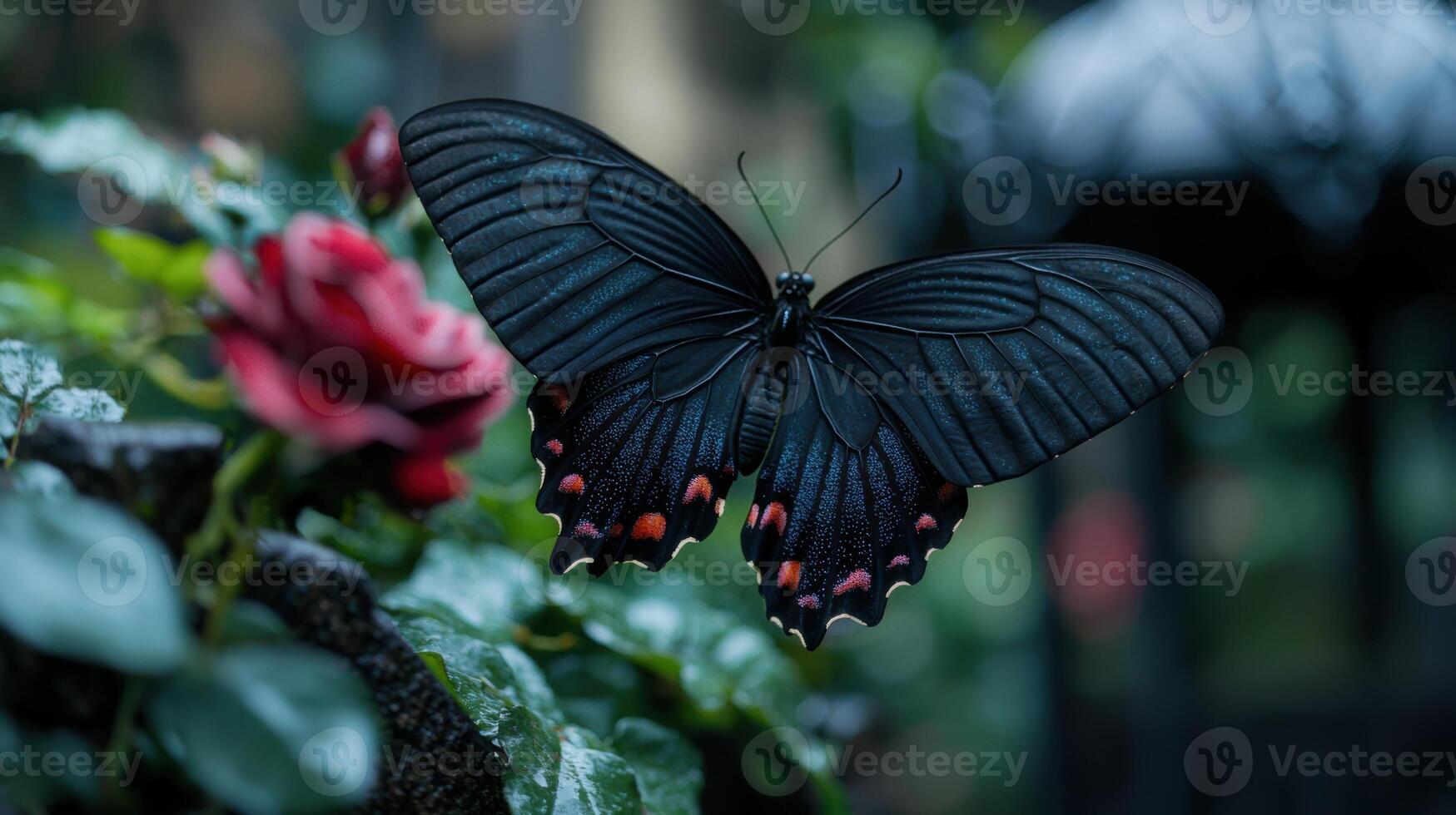 Vibrant black butterfly on a red rose photo