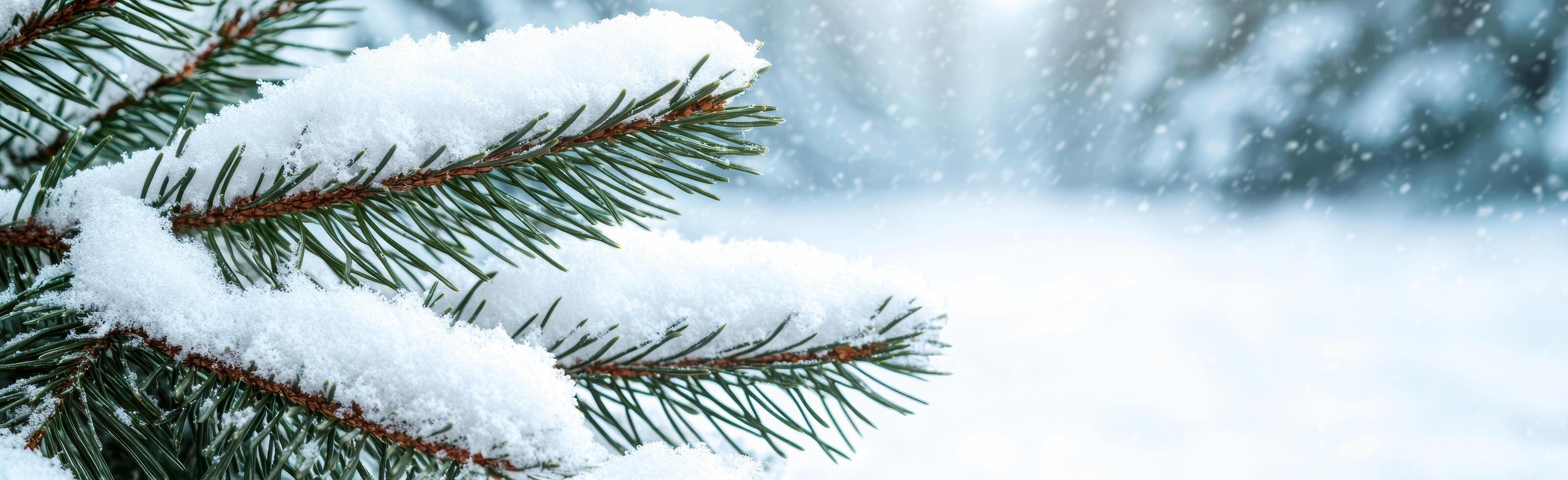 snowy pine tree branches photo