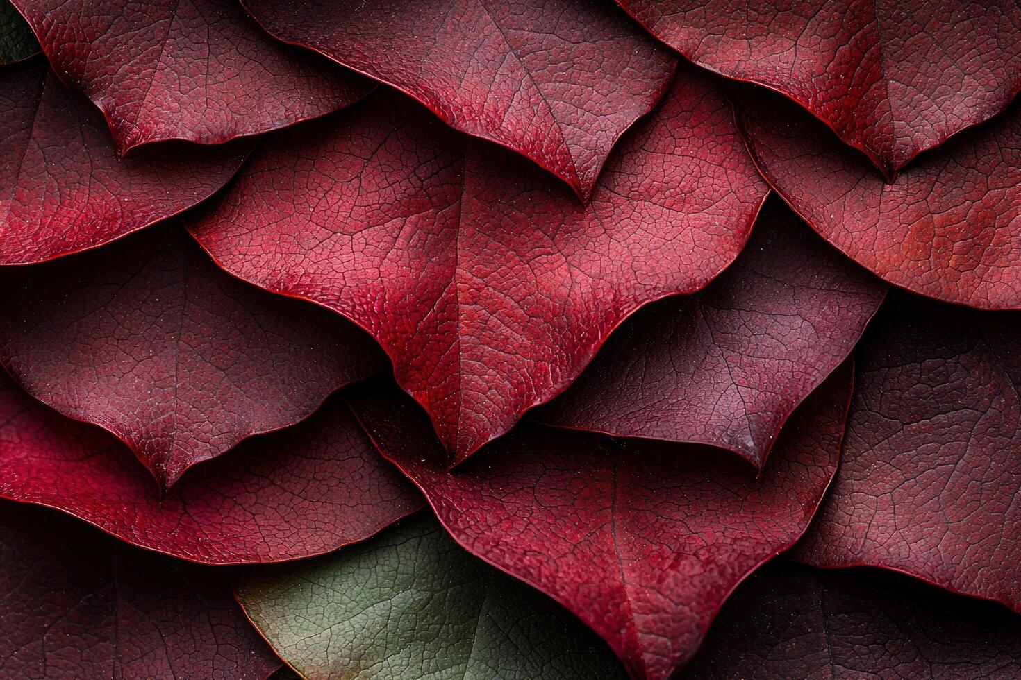 Vibrant red leaves in autumn photo