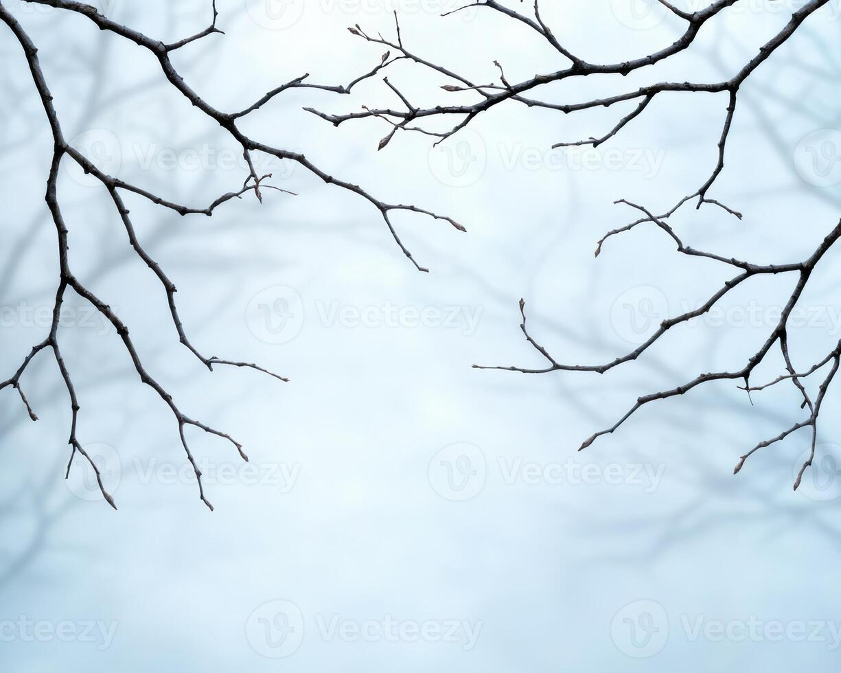 Snowy tree branches against a blurred background photo