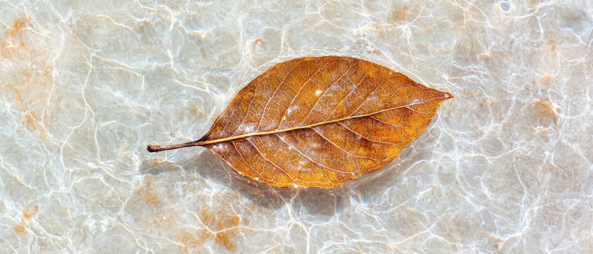 Autumn leaf floating in clear water photo