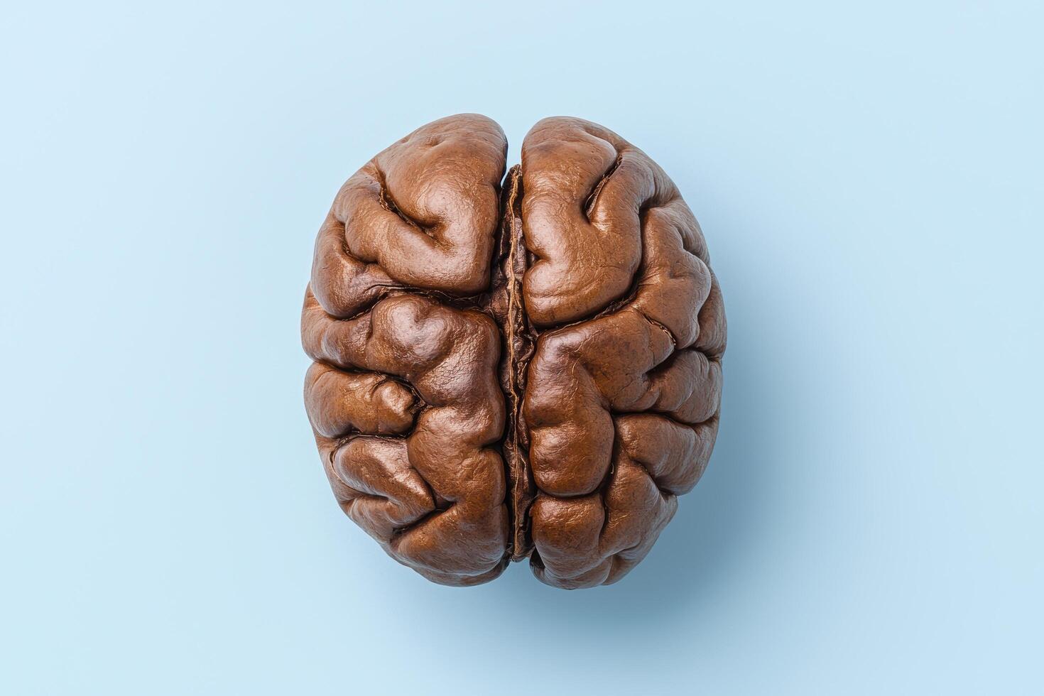 Close up of a human brain model photo