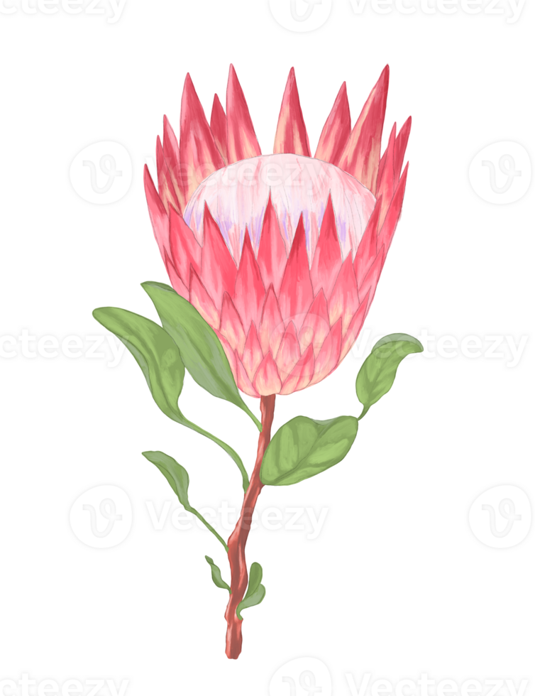 Protea flower botanical painting illustration png