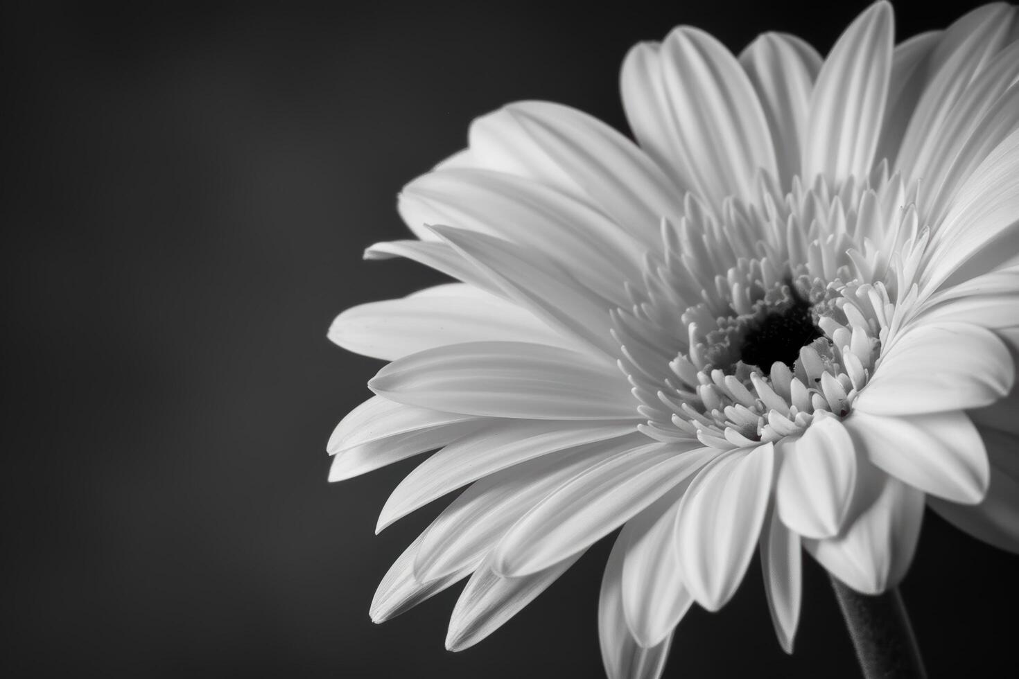 close up of a beautiful white daisy flower photo